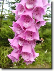 Neodolateln� pastva