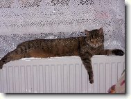 siesta