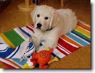 nov� p��r�stek