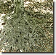 Hukvaldsk� ko�eny