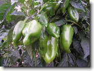 paprika ve sklen�ku na zahr�dce