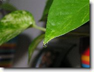 dom�c� rostlinka