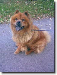 Evunka Bobunka (�au �au)