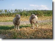 P�sla ove�ky v zelen�m h�je�ku....