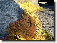 zlat� bor�v��