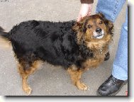 �istokrevn� vo��ek