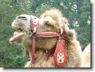 �sm�v pros�m !!