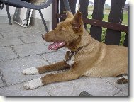 N� milovan� Arny�ek