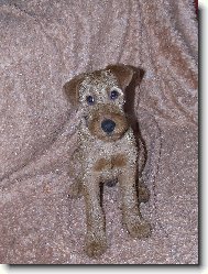 irsk� teri�r Jerry