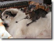 Spr�vn� symbi�za- mas� od k�mo�e kocoura