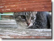 Nen�padn� pozorovatel