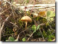 H��be�ek a la prosinec