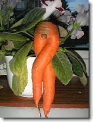 Mrkev obecn���