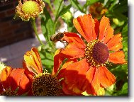 V�elka popr�en� pylem let� d�t mo�nost vzniknout dal��mu kr�sn�mu kv�tu..