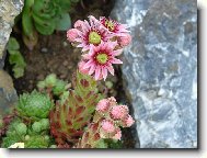 Ta n�m kr�sn� narostla.