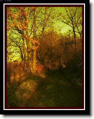 Lednov� proch�zka lesem :)