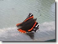 Letm� dotek hladiny