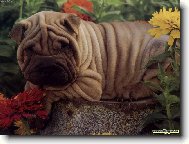 Bob�k a Terezka,ps�ci m� kamar�dky