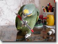 Amazo�an oran�ovok��dl�