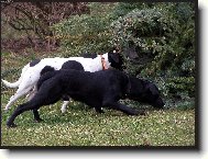 N�lez zavalen�ho lesn�ka