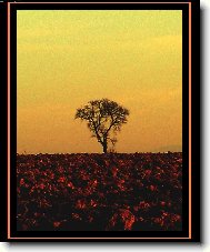 Opu�t�n� star� strom