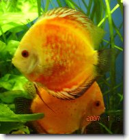 kuk-n�m� mil��kov�