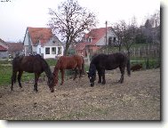 Bar�a,Pan�a a Nikita