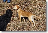 kr�sn� pejsek otec nezn�m�