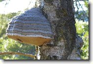 Kdepak Ty pt��ku hn�zdo m�?