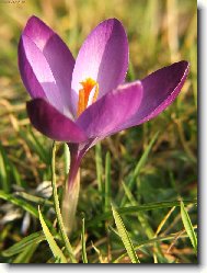 Prvn� jarn� kv�ty