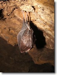 N�v�t�va podzem� a setk�n� netop�rem