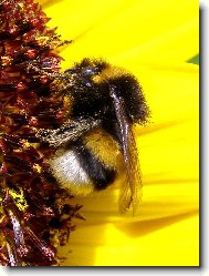 �mel�k na slune�nici