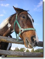 sm�j�c� se Apa�