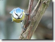 zv�dav� s�korka