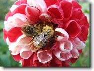 �mel��� pranice