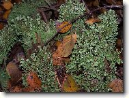 H�DEJ, H�DEJ HADA�I