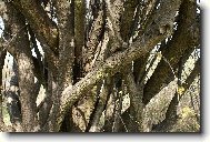 P��rodn� poml�zka?