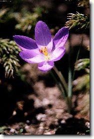 Krokus korsick�