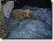 J� neusnu,kdy� bude� tak dupat