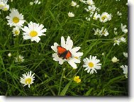 M� m� r�d - nem� m� r�d