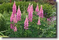 kr�sa vl��ho bobu (lupinus)