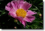 Pivo�ka r��ov�