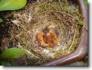 pr�v� vyl�hnut� pt��ata