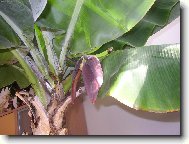 a m�me ban�ny zadarmo