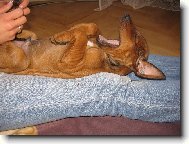 Alf�k