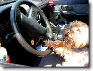 TAK ZA KOLIK TO M�ME BOD�, PANE STR��N�K ?