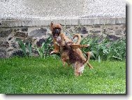 A te� budeme zl� psi oba, jo?