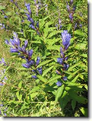 RANN� PROCH�ZKA PO LOUCE