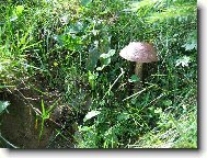 NA RANN� PROCH�ZCE