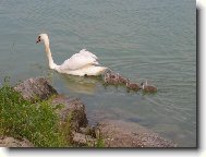 Honem,honem za m�mou